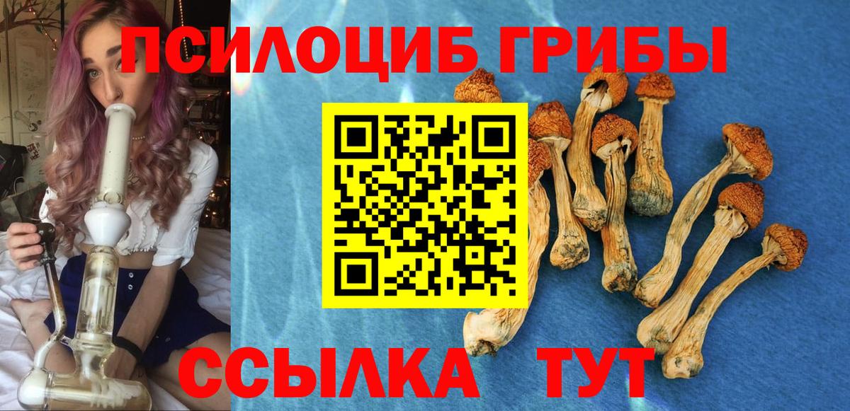Псилоцибиновые грибы Psilocybe Кировск